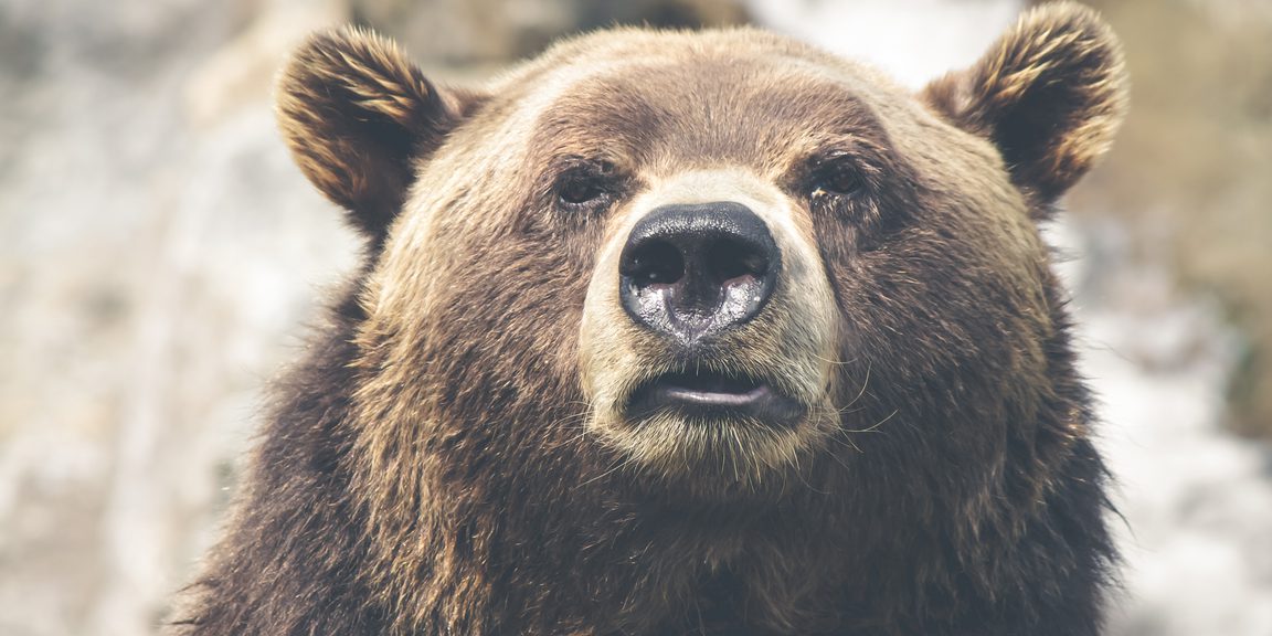 Close-up of a bear's face