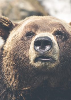 Close-up of a bear's face