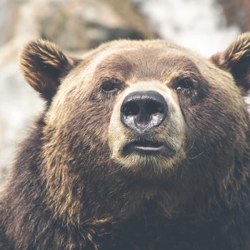 Close-up of a bear's face