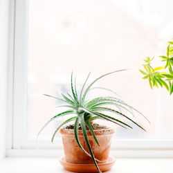 House plant on a window sill