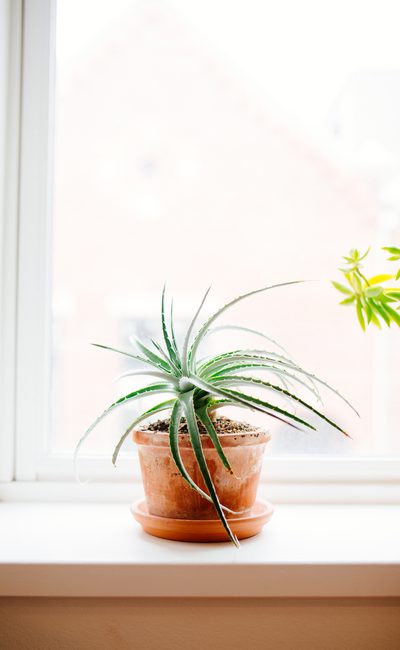 House plant on a window sill