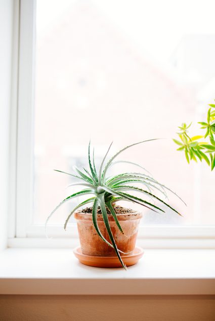 House plant on a window sill
